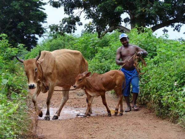 A farmer moves his animals in search of fodder in Mayotte © Laura Balberini